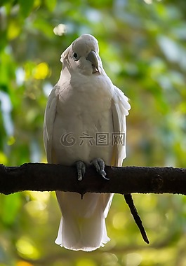 熱帶鳥(niǎo),野生,白