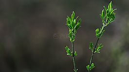 背景,性質(zhì),模式