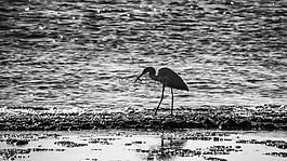 鷺,釣魚,鳥