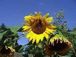 太陽花,天空,性質(zhì)