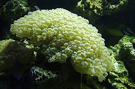 珊瑚,海,植物