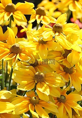 黃色,花,黃色花