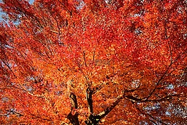 秋季樹(shù)葉,楓葉,紅色