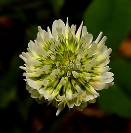 花,三葉草,白