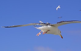 海鷗,鳥,飛