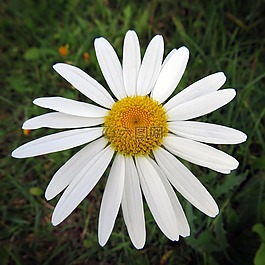 雛菊,花,野生