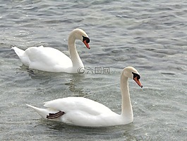 天鵝,動(dòng)物,湖