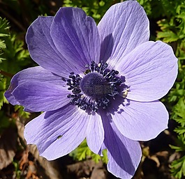 花,春天,紫色