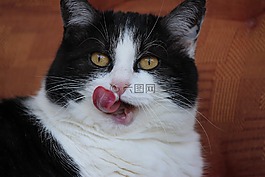 猫,宠物,猫的舌头