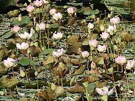 蓮花,越南,亞洲