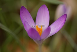 花,藏紅花,春天