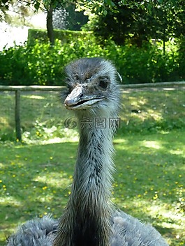 鴕鳥(niǎo),動(dòng)物園,性質(zhì)