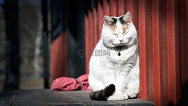 貓,小貓,動物