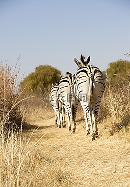 野生動物,非洲,斑馬