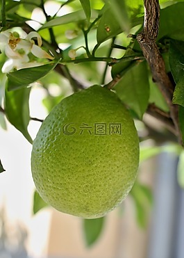 檸檬,樹,葉子