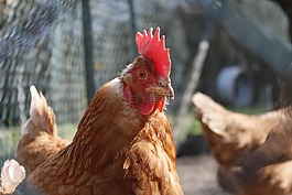 雞,動物,家禽