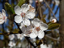 櫻花,鮮花,春天