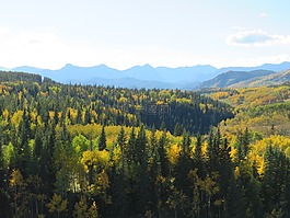 森林,山,秋