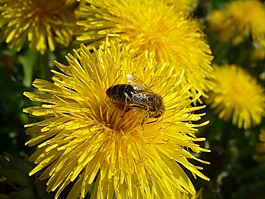 昆虫,花,黄色