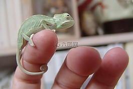 變色龍,也門變色龍,爬行動物