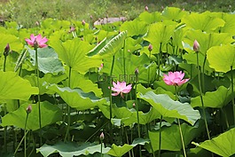 老年夏天宮,公園,宮