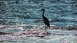 鷺,鳥,野生