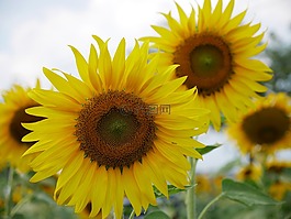 向日葵,花,黃色的花