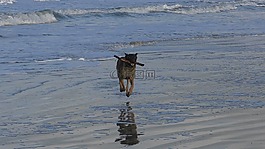 瑪利諾犬,水域,性質(zhì)