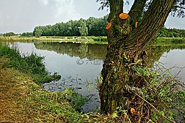 池,樹,荷蘭風(fēng)景