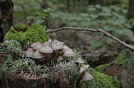 蘑菇,kígyógomba,寄生虫