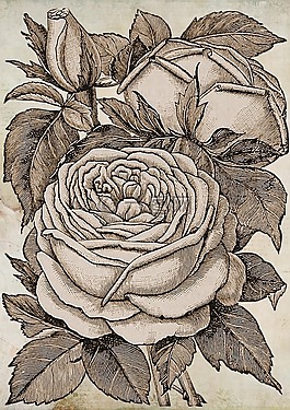 鮮花,烏賊,玫瑰