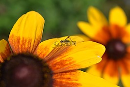 花,年輕的蝗蟲,昆蟲