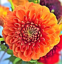 廠,嬌琴紗,花花園