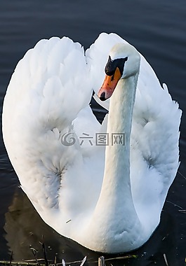 天鵝,白,動(dòng)物