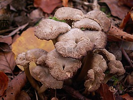 蘑菇,秋,森林