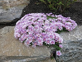 冰廠,aizoaceae,粉紅色