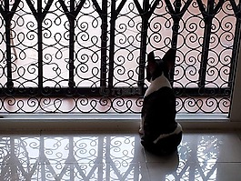 法國斗牛犬,狗,寵物
