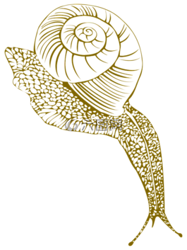 蝸牛,海螺殼,潮濕
