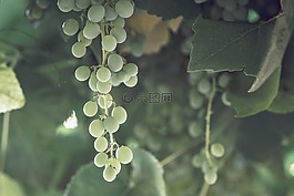 葡萄,葡萄藤,葡萄酒