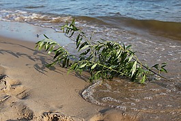 漢堡,易北河,海灘