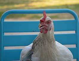 母雞,性質,國內動物