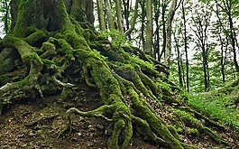 根,樹的根,樹