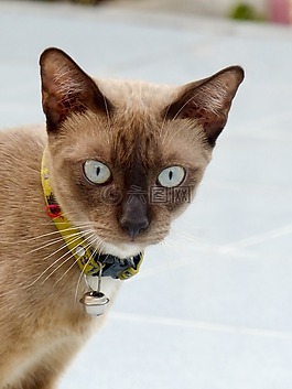 猫,泰国,可爱