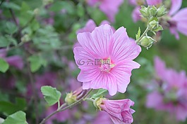 芙蓉花,粉色,植物