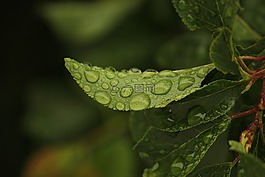 葉子,雨,自然