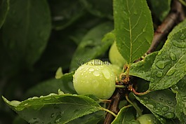 葉子,雨,自然