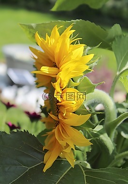 太陽花,夏季,黃色