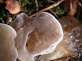 蘑菇,森林,秋