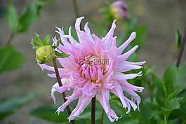 大麗花,鮮花,美麗