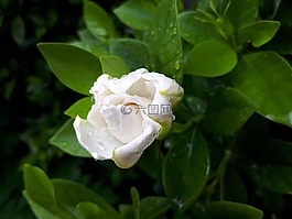 植物區(qū)系,葉,自然